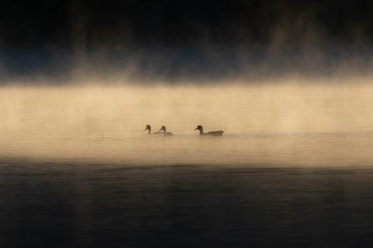3 Ducks In The Mist - 5497