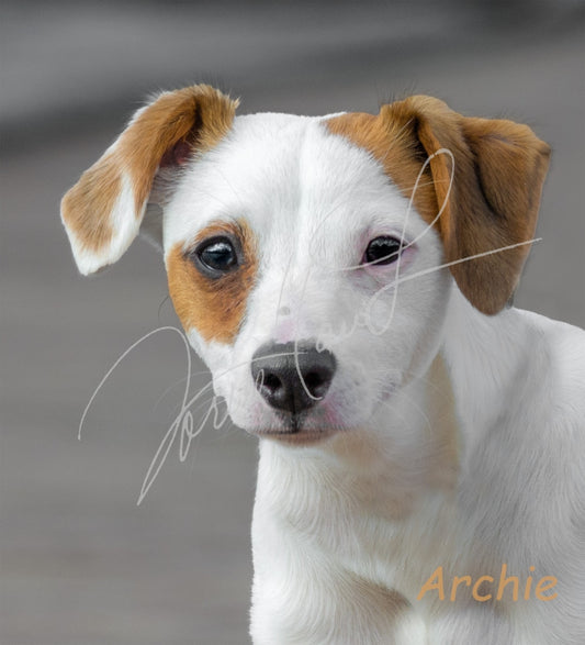 Archie - 9968